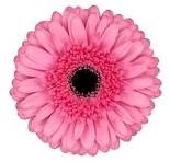 <h4>Gerbera Peppa Water x40</h4>