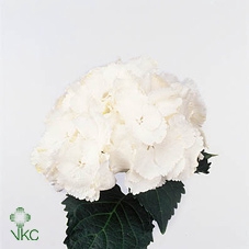Hydrangea schneeball