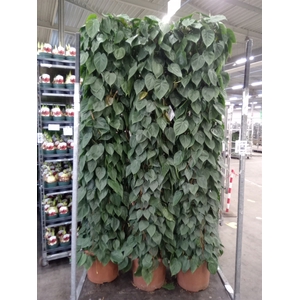 Philodendron scand.