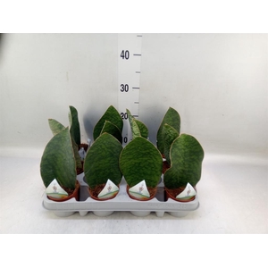 Sansevieria grandis