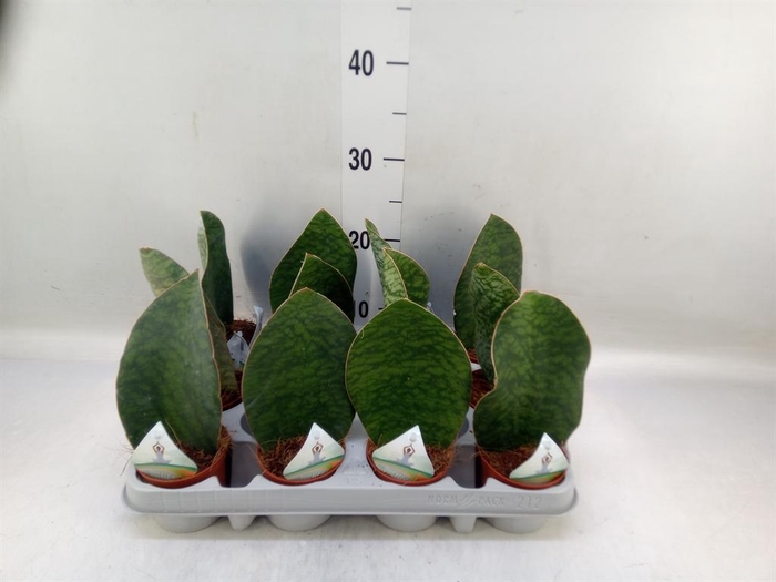 <h4>Sansevieria grandis</h4>