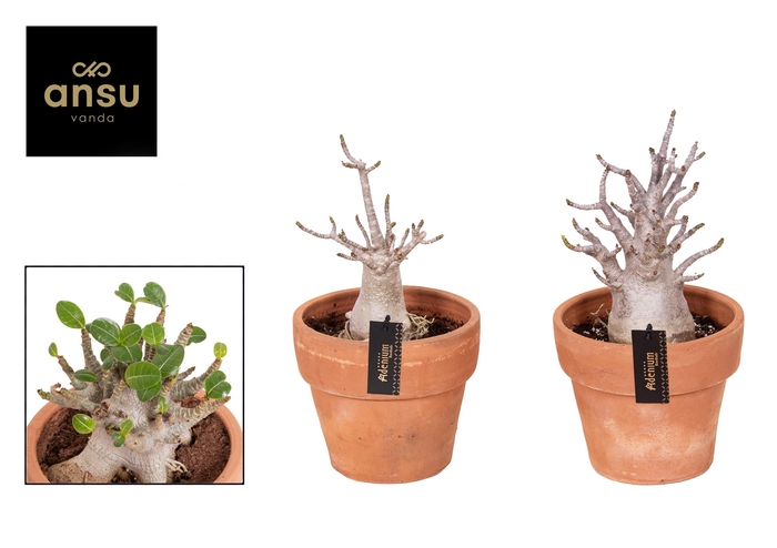 <h4>Adenium "Ansu" Baobab in Terracotta pot Large</h4>