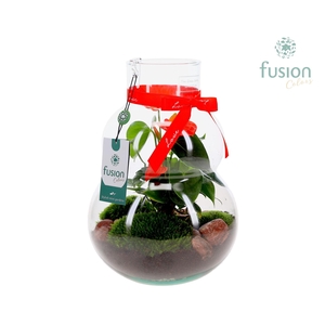 Green Bottle Olaf Medium met Love arrangement