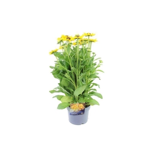 Rudbeckia SmileyZ Divine