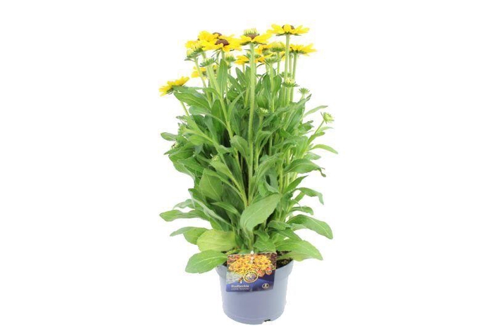 <h4>Rudbeckia SmileyZ Divine</h4>