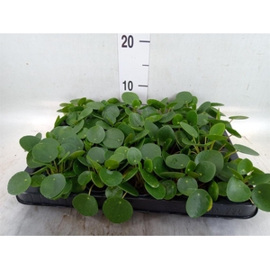 Pilea peperomioides