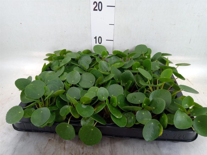 <h4>Pilea peperomioides</h4>