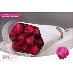 Paeonia Red Sarah Bernhardt | Heavy Quality