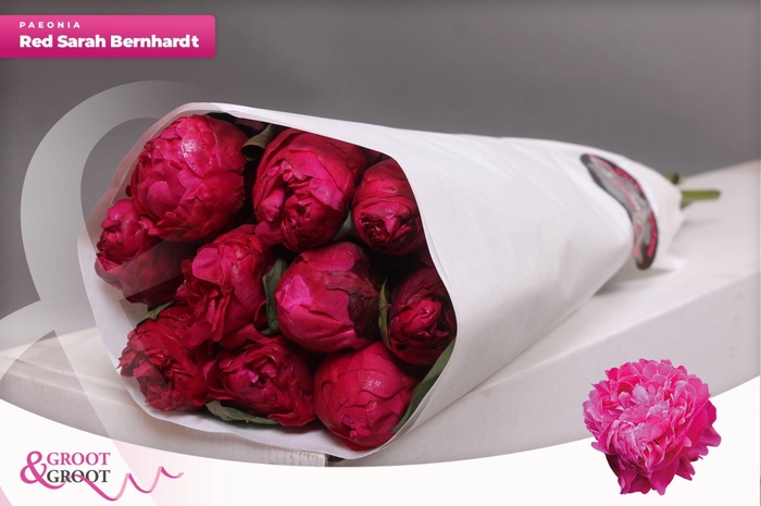<h4>Paeonia Red Sarah Bernhardt | Heavy Quality</h4>