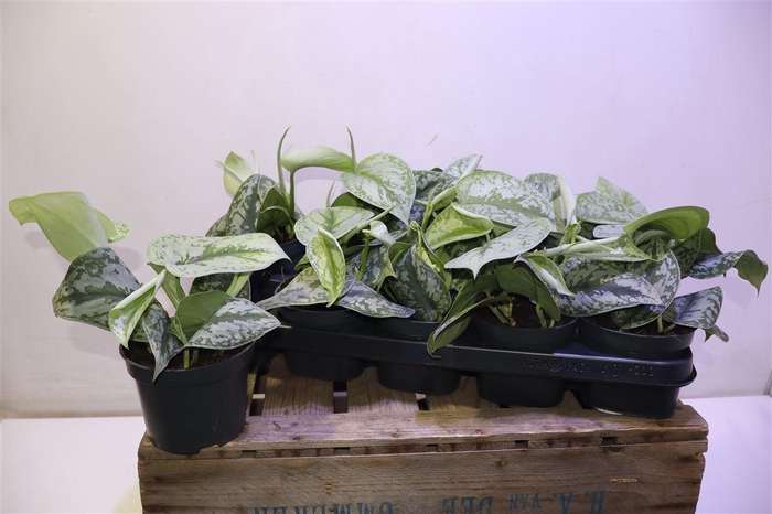 <h4>arr8 Scind Pict Trebie</h4>