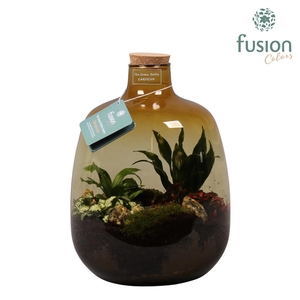 Glas Terrarium Osaka oker met Arrangement 4pp