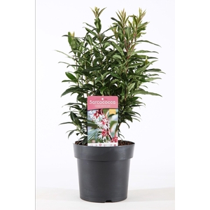 Sarcococca hookeriana humilis
