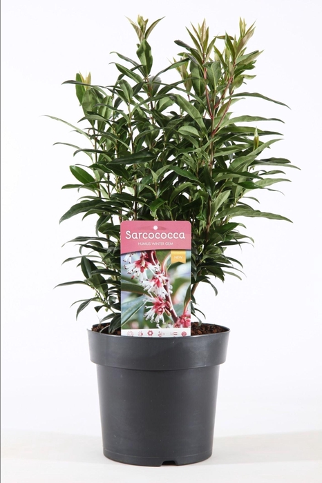 <h4>Sarcococca hookeriana humilis</h4>