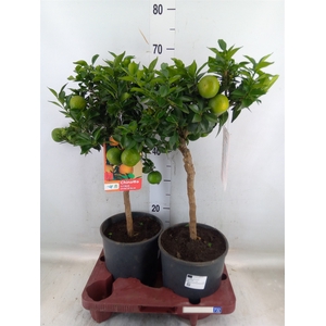 Citrus aurantifolia 'Chinotto'