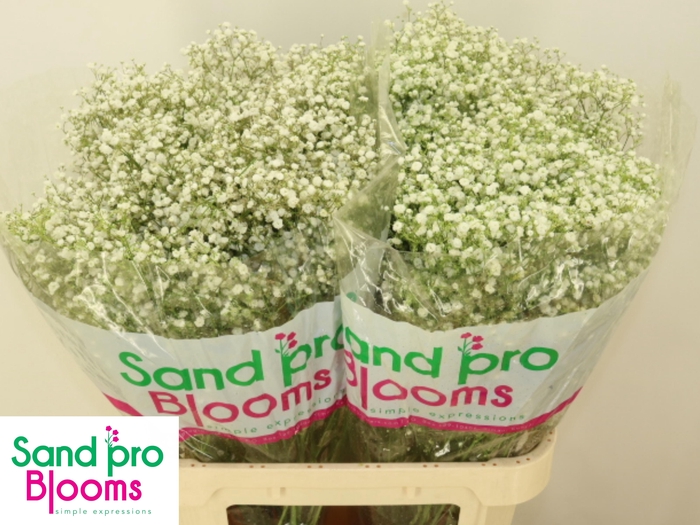 <h4>GYPS PA ZINZI SANAE</h4>