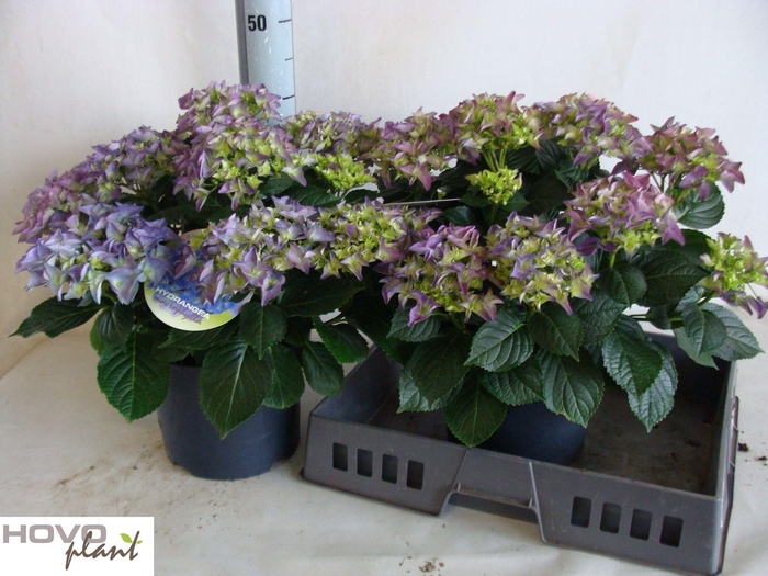 <h4>HYDR M EARLY</h4>