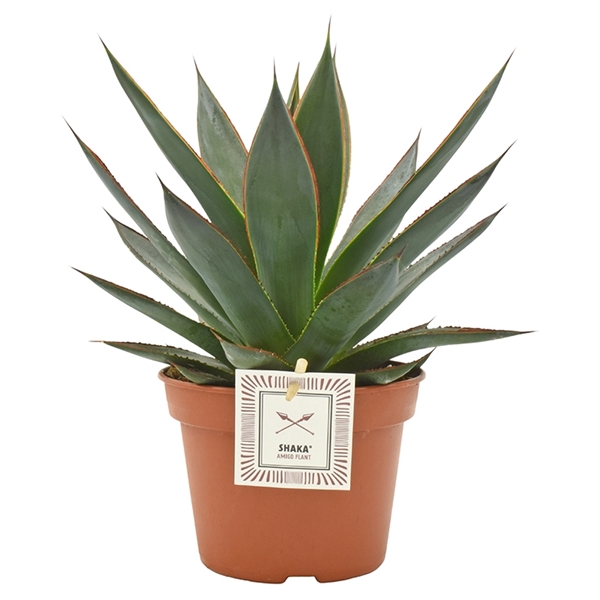 <h4>Agave Shaka Zulu® with etiket</h4>