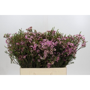 Chamelaucium Grand Adi