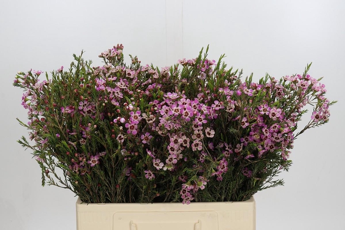 Chamelaucium Grand Adi