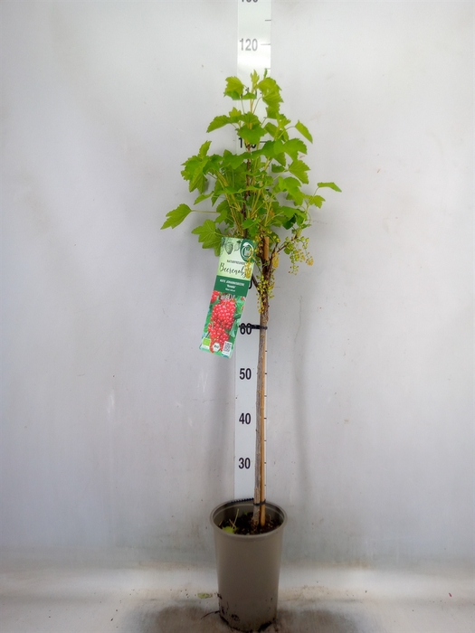 <h4>Ribes rubrum</h4>