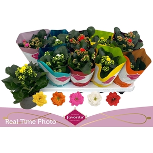 KAL GE PERF GEM 5 KL