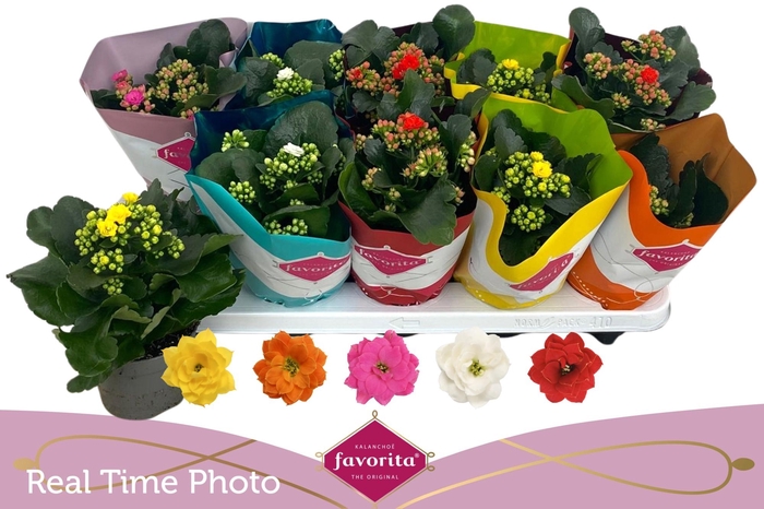 <h4>KAL GE PERF GEM 5 KL</h4>