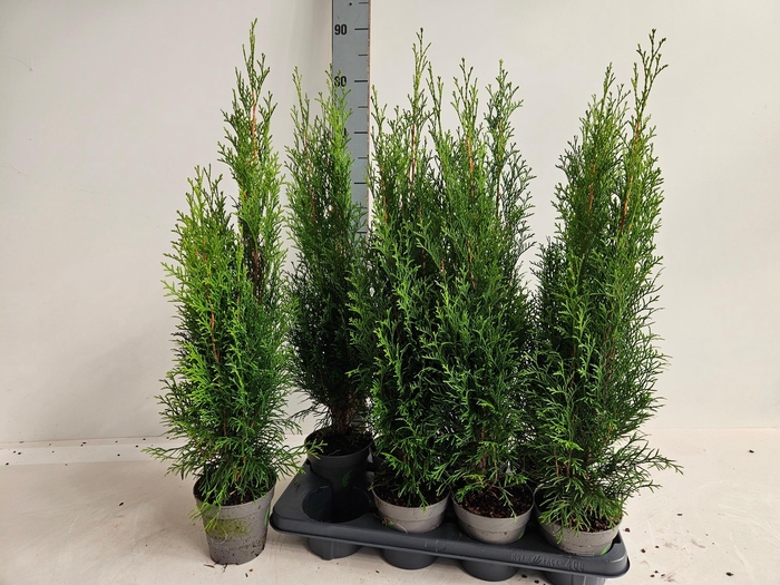 <h4>THUJA O SMARAGD</h4>