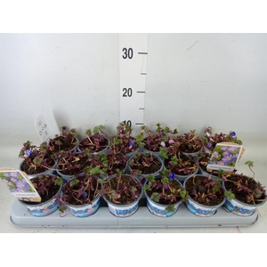 Anemone blanda 'Blue Shades'