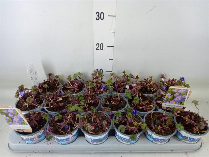 <h4>Anemone blanda 'Blue Shades'</h4>