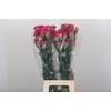 Dianthus St Bernard