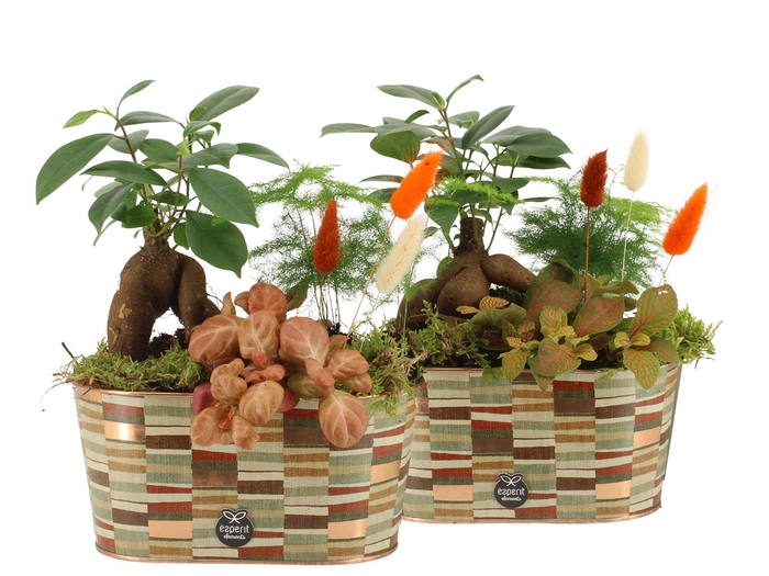 <h4>41580: Treasure time arrangement</h4>