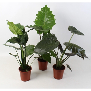 Alocasia mix 17 cm