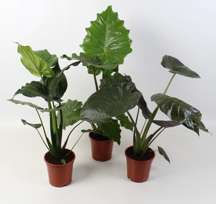 <h4>Alocasia mix 17 cm</h4>