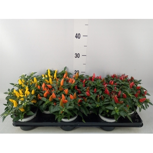 Capsicum annuum 'Hup Hup'