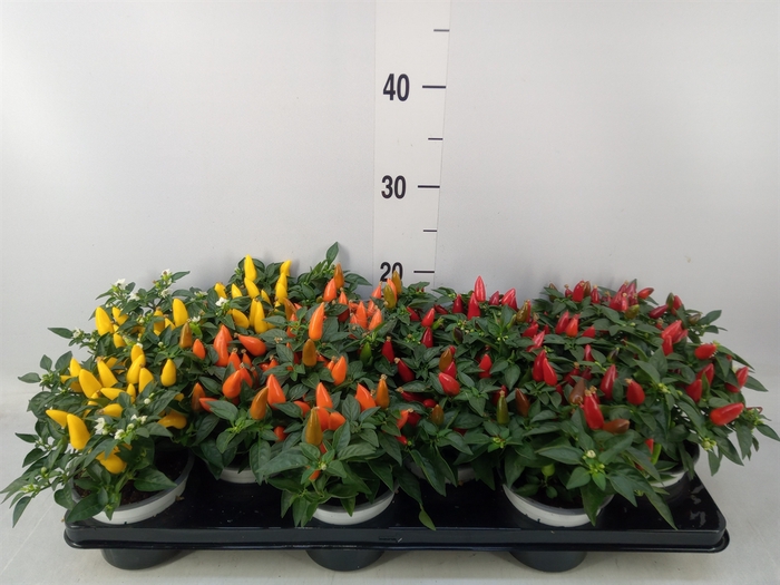<h4>Capsicum annuum 'Hup Hup'</h4>