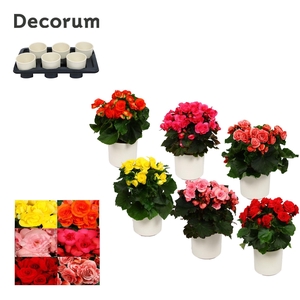 Begonia 13cm mix in keramiek wit