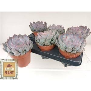 Echeveria Summer