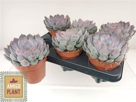 <h4>Echeveria Summer</h4>