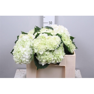 Hydr M Mag Pearl Wit