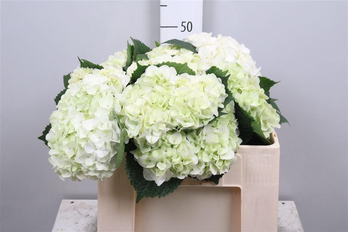 <h4>Hydr M Mag Pearl Wit</h4>