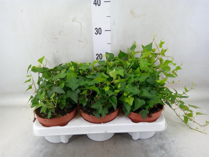 <h4>Hedera helix 'Anna'</h4>