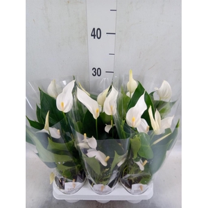 Anthurium  'Banderola Cava'