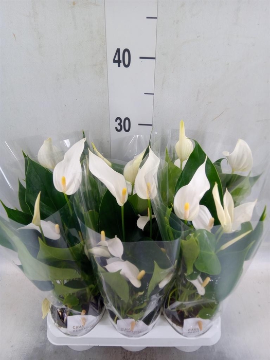 <h4>Anthurium  'Banderola Cava'</h4>
