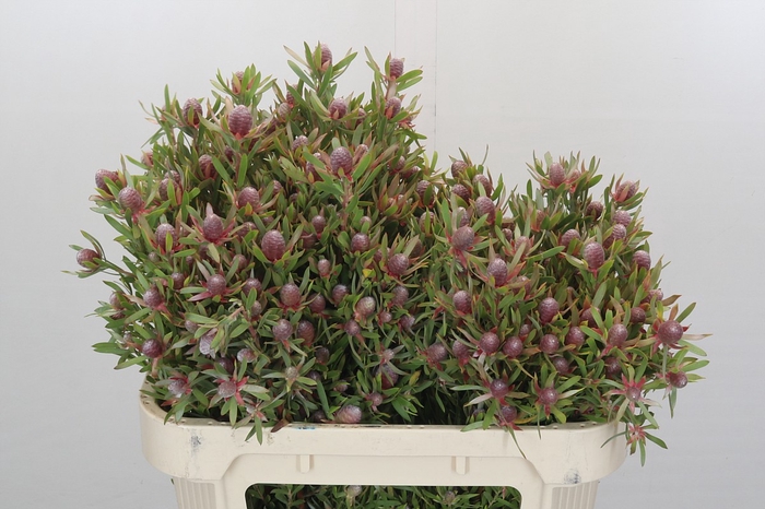 <h4>Leucadendron Ayoba Star Pearl</h4>