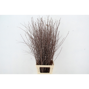 BETULA BS NATURAL