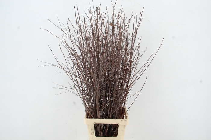 <h4>BETULA BS NATURAL</h4>