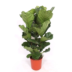 Ficus Lyrata 3pp