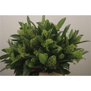 Skimmia Kew Green Bunch