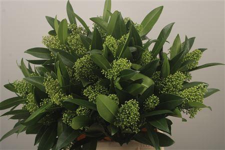 <h4>Skimmia Kew Green Bunch</h4>