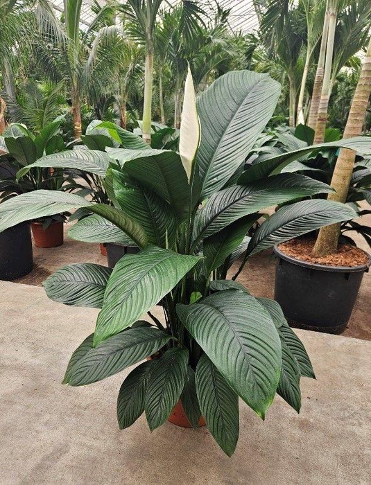 <h4>Spathiphyllum Sensation</h4>